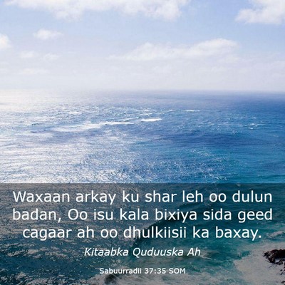 Picture 03 - Sabuurradii 37:35 SOM - Waxaan arkay ku shar leh oo dulun badan, Oo isu - Bible Verse Picture