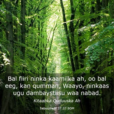 Picture 03 - Sabuurradii 37:37 SOM - Bal fiiri ninka kaamilka ah, oo bal eeg, kan - Bible Verse Picture