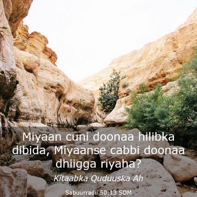 Picture 03 - Sabuurradii 50:13 SOM - Miyaan cuni doonaa hilibka dibida, Miyaanse cabbi - Bible Verse Picture