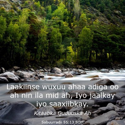 Picture 03 - Sabuurradii 55:13 SOM - Laakiinse wuxuu ahaa adiga oo ah nin ila mid ah, - Bible Verse Picture