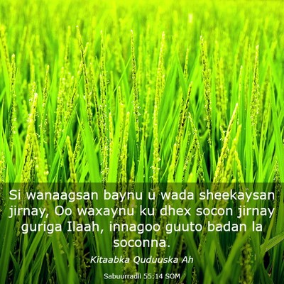 Picture 03 - Sabuurradii 55:14 SOM - Si wanaagsan baynu u wada sheekaysan jirnay, Oo - Bible Verse Picture