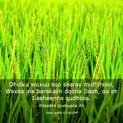 Picture 03 - Sabuurradii 67:6 SOM - Dhulku wuxuu soo saaray midhihiisii, Waxaa ina - Bible Verse Picture
