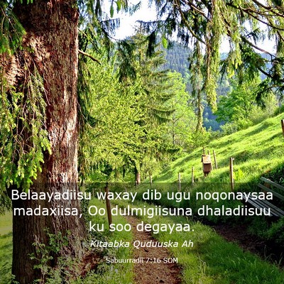 Picture 03 - Sabuurradii 7:16 SOM - Belaayadiisu waxay dib ugu noqonaysaa madaxiisa, - Bible Verse Picture