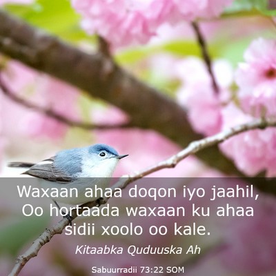 Picture 03 - Sabuurradii 73:22 SOM - Waxaan ahaa doqon iyo jaahil, Oo hortaada waxaan - Bible Verse Picture
