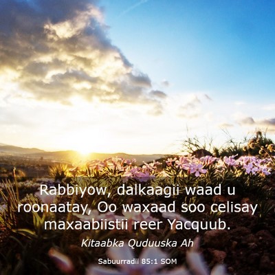 Picture 03 - Sabuurradii 85:1 SOM - Rabbiyow, dalkaagii waad u roonaatay, Oo waxaad - Bible Verse Picture