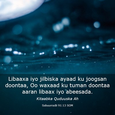 Picture 03 - Sabuurradii 91:13 SOM - Libaaxa iyo jilbiska ayaad ku joogsan doontaa, Oo - Bible Verse Picture