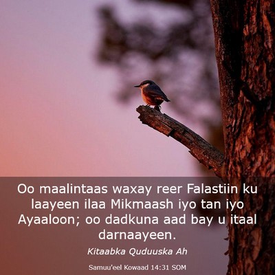 Picture 03 - Samuu'eel Kowaad 14:31 SOM - Oo maalintaas waxay reer Falastiin ku laayeen - Bible Verse Picture