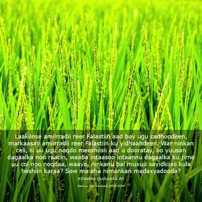 Picture 03 - Samuu'eel Kowaad 29:4 SOM - Laakiinse amiirradii reer Falastiin aad bay ugu - Bible Verse Picture