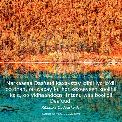 Picture 03 - Samuu'eel Kowaad 30:20 SOM - Markaasaa Daa'uud kaxaystay idihii iyo lo'dii oo - Bible Verse Picture