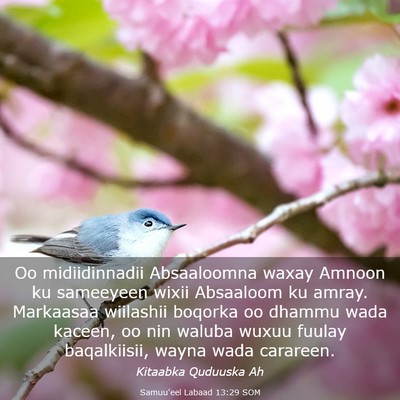 Picture 03 - Samuu'eel Labaad 13:29 SOM - Oo midiidinnadii Absaaloomna waxay Amnoon ku - Bible Verse Picture