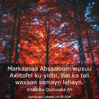 Picture 03 - Samuu'eel Labaad 16:20 SOM - Markaasaa Absaaloom wuxuu Axiitofel ku yidhi, Bal - Bible Verse Picture
