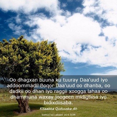 Picture 03 - Samuu'eel Labaad 16:6 SOM - Oo dhagxan buuna ku tuuray Daa'uud iyo - Bible Verse Picture