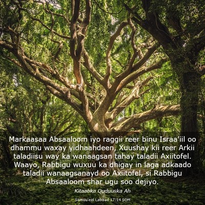 Picture 03 - Samuu'eel Labaad 17:14 SOM - Markaasaa Absaaloom iyo raggii reer binu - Bible Verse Picture