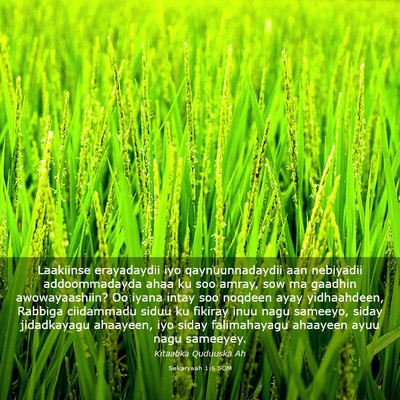 Picture 03 - Sekaryaah 1:6 SOM - Laakiinse erayadaydii iyo qaynuunnadaydii aan - Bible Verse Picture