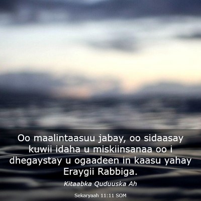 Picture 03 - Sekaryaah 11:11 SOM - Oo maalintaasuu jabay, oo sidaasay kuwii idaha u - Bible Verse Picture