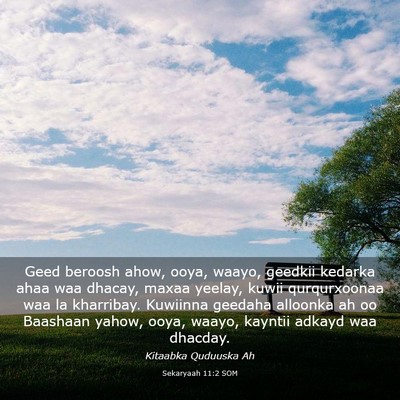 Picture 03 - Sekaryaah 11:2 SOM - Geed beroosh ahow, ooya, waayo, geedkii kedarka - Bible Verse Picture