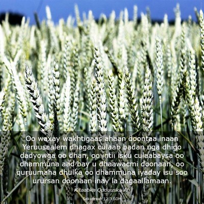 Picture 03 - Sekaryaah 12:3 SOM - Oo waxay wakhtigaas ahaan doontaa inaan - Bible Verse Picture