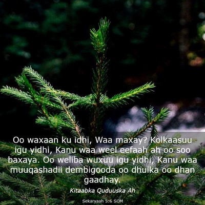 Picture 03 - Sekaryaah 5:6 SOM - Oo waxaan ku idhi, Waa maxay? Kolkaasuu igu - Bible Verse Picture