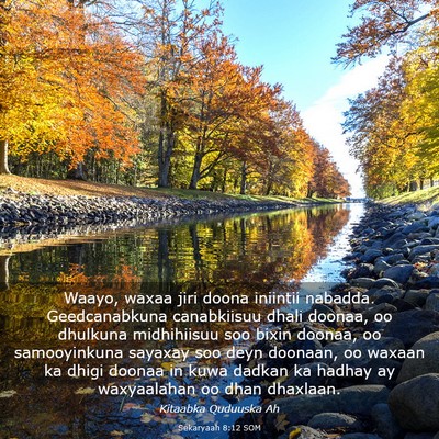 Picture 03 - Sekaryaah 8:12 SOM - Waayo, waxaa jiri doona iniintii nabadda. - Bible Verse Picture