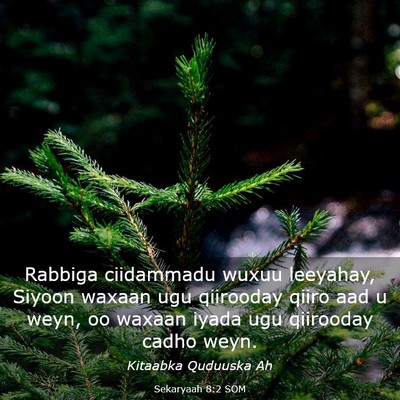 Picture 03 - Sekaryaah 8:2 SOM - Rabbiga ciidammadu wuxuu leeyahay, Siyoon waxaan - Bible Verse Picture