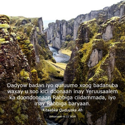 Picture 03 - Sekaryaah 8:22 SOM - Dadyow badan iyo quruumo xoog badanuba waxay u - Bible Verse Picture