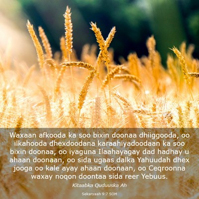 Picture 03 - Sekaryaah 9:7 SOM - Waxaan afkooda ka soo bixin doonaa dhiiggooda, oo - Bible Verse Picture