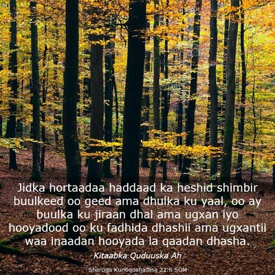 Picture 03 - Sharciga Kunoqoshadiisa 22:6 SOM - Jidka hortaadaa haddaad ka heshid shimbir - Bible Verse Picture