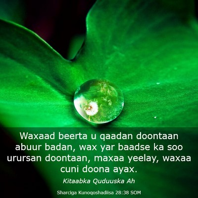 Picture 03 - Sharciga Kunoqoshadiisa 28:38 SOM - Waxaad beerta u qaadan doontaan abuur badan, wax - Bible Verse Picture