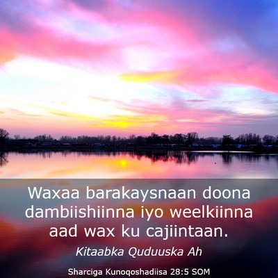Picture 03 - Sharciga Kunoqoshadiisa 28:5 SOM - Waxaa barakaysnaan doona dambiishiinna iyo - Bible Verse Picture