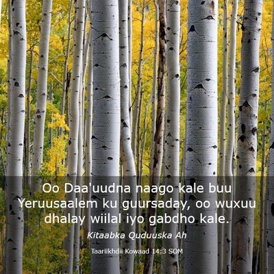 Picture 03 - Taariikhdii Kowaad 14:3 SOM - Oo Daa'uudna naago kale buu Yeruusaalem ku - Bible Verse Picture