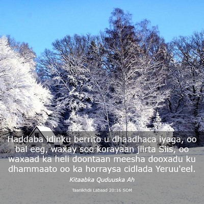 Picture 03 - Taariikhdii Labaad 20:16 SOM - Haddaba idinku berrito u dhaadhaca iyaga, oo bal - Bible Verse Picture