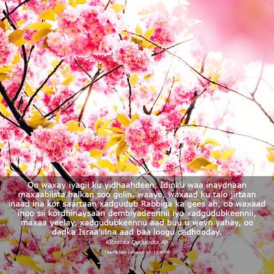 Picture 03 - Taariikhdii Labaad 28:13 SOM - Oo waxay iyagii ku yidhaahdeen, Idinku waa - Bible Verse Picture