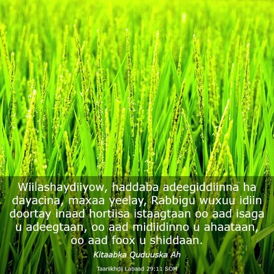 Picture 03 - Taariikhdii Labaad 29:11 SOM - Wiilashaydiiyow, haddaba adeegiddiinna ha - Bible Verse Picture