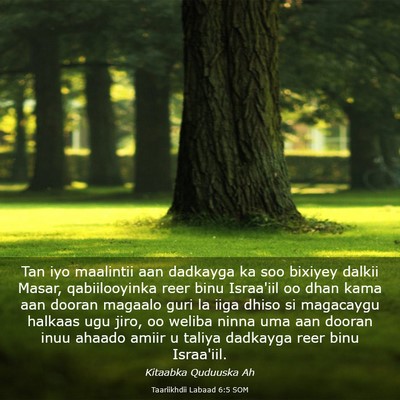 Picture 03 - Taariikhdii Labaad 6:5 SOM - Tan iyo maalintii aan dadkayga ka soo bixiyey - Bible Verse Picture