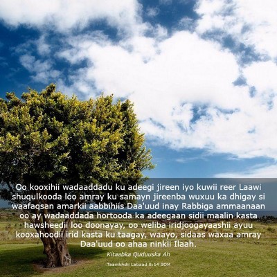 Picture 03 - Taariikhdii Labaad 8:14 SOM - Oo kooxihii wadaaddadu ku adeegi jireen iyo kuwii - Bible Verse Picture