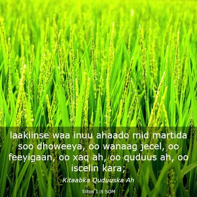 Picture 03 - Tiitos 1:8 SOM - laakiinse waa inuu ahaado mid martida soo - Bible Verse Picture
