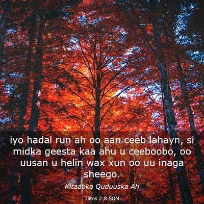 Picture 03 - Tiitos 2:8 SOM - iyo hadal run ah oo aan ceeb lahayn, si midka - Bible Verse Picture
