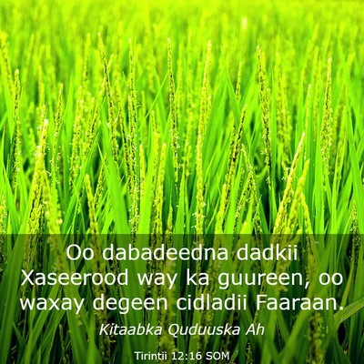 Picture 03 - Tirintii 12:16 SOM - Oo dabadeedna dadkii Xaseerood way ka guureen, oo - Bible Verse Picture