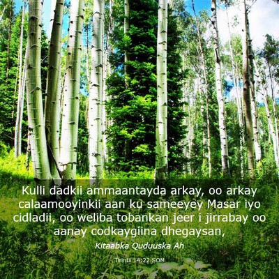 Picture 03 - Tirintii 14:22 SOM - Kulli dadkii ammaantayda arkay, oo arkay - Bible Verse Picture