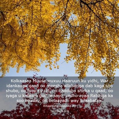 Picture 03 - Tirintii 16:46 SOM - Kolkaasaa Muuse wuxuu Haaruun ku yidhi, War - Bible Verse Picture