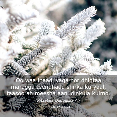 Picture 03 - Tirintii 17:4 SOM - Oo waa inaad iyaga hor dhigtaa maragga teendhada - Bible Verse Picture