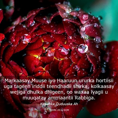 Picture 03 - Tirintii 20:6 SOM - Markaasay Muuse iyo Haaruun ururka hortiisii uga - Bible Verse Picture