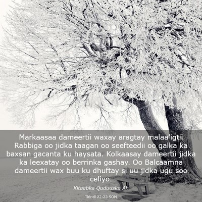 Picture 03 - Tirintii 22:23 SOM - Markaasaa dameertii waxay aragtay malaa'igtii - Bible Verse Picture