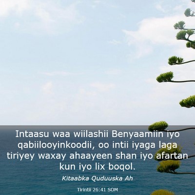 Picture 03 - Tirintii 26:41 SOM - Intaasu waa wiilashii Benyaamiin iyo - Bible Verse Picture
