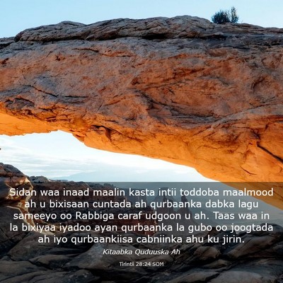 Picture 03 - Tirintii 28:24 SOM - Sidan waa inaad maalin kasta intii toddoba - Bible Verse Picture