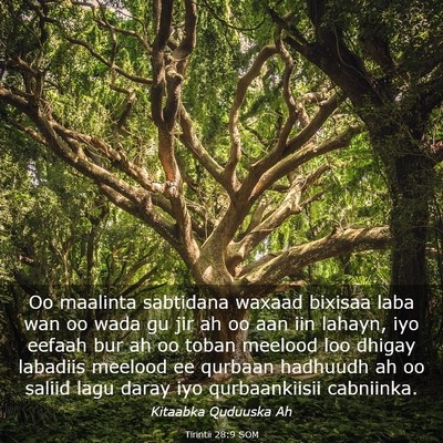 Picture 03 - Tirintii 28:9 SOM - Oo maalinta sabtidana waxaad bixisaa laba wan oo - Bible Verse Picture