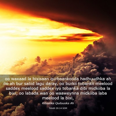 Picture 03 - Tirintii 29:14 SOM - oo waxaad la bixisaan qurbaankooda hadhuudhka ah - Bible Verse Picture