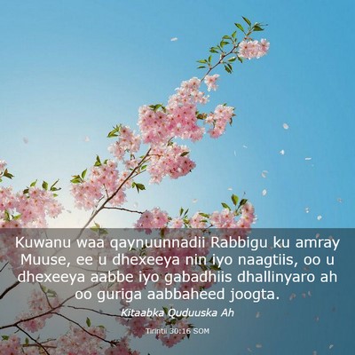 Picture 03 - Tirintii 30:16 SOM - Kuwanu waa qaynuunnadii Rabbigu ku amray Muuse, - Bible Verse Picture