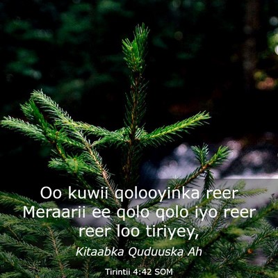 Picture 03 - Tirintii 4:42 SOM - Oo kuwii qolooyinka reer Meraarii ee qolo qolo - Bible Verse Picture