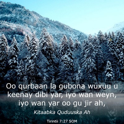 Picture 03 - Tirintii 7:27 SOM - Oo qurbaan la gubona wuxuu u keenay dibi yar, iyo - Bible Verse Picture